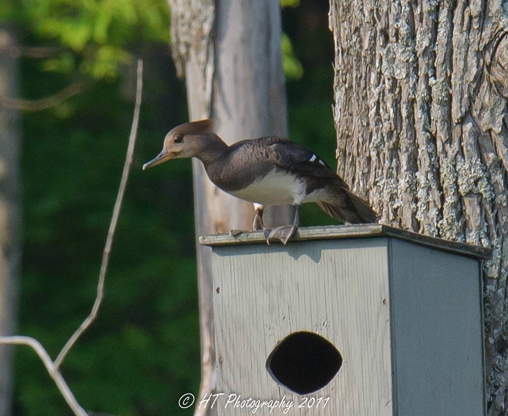 Female Hoodie by Hal Trachtenberg is licensed under CC BY-NC 2.0.
